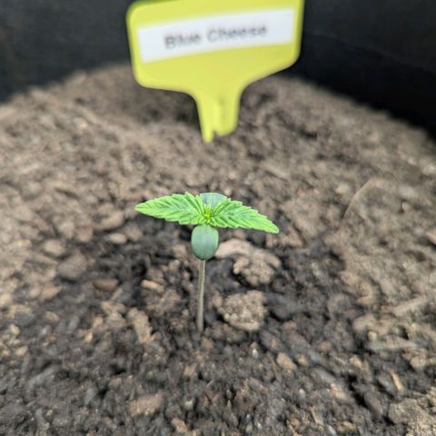 Blue Cheese Automatic growlog photo: 5cm tall