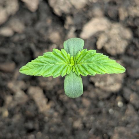 Blue Cheese Automatic growlog photo: 5cm tall