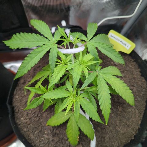 Special Kush #1 growlog timeline photo