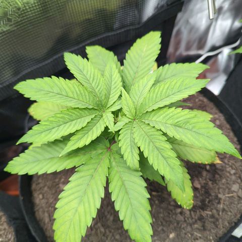 Royal Cheese growlog timeline photo