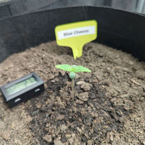 Blue Cheese Automatic growlog timeline photo
