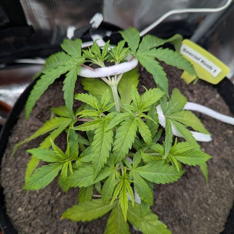Special Kush #1 growlog timeline photo