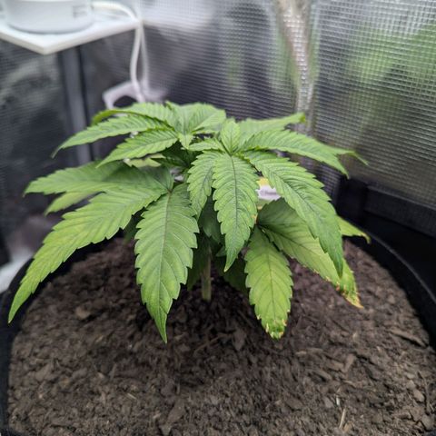Royal Cheese growlog timeline photo