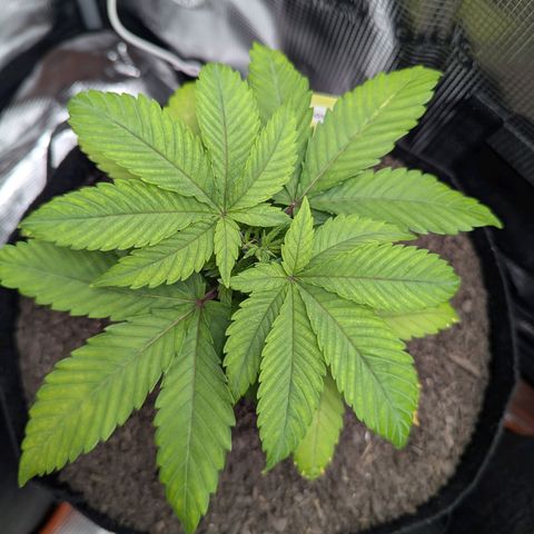 Royal Cheese growlog timeline photo