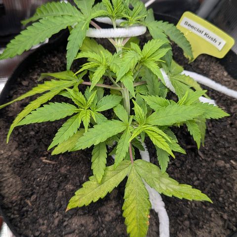 Special Kush #1 growlog timeline photo