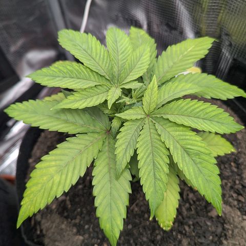Royal Cheese growlog timeline photo