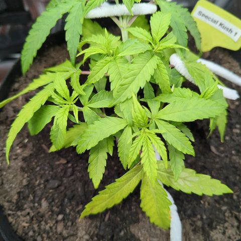 Special Kush #1 growlog timeline photo