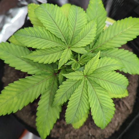 Royal Cheese growlog timeline photo