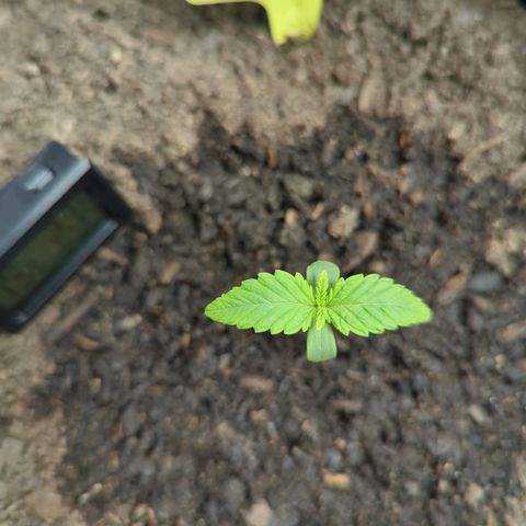 Blue Cheese Automatic growlog timeline photo