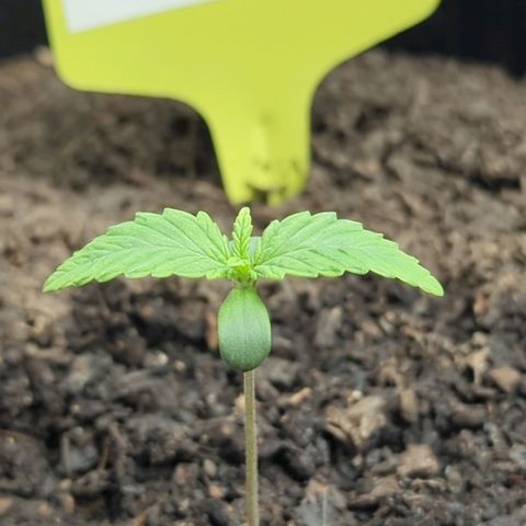 Blue Cheese Automatic growlog timeline photo