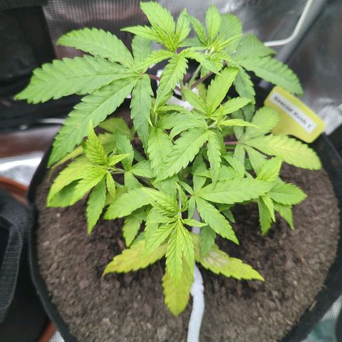 Special Kush #1 growlog timeline photo