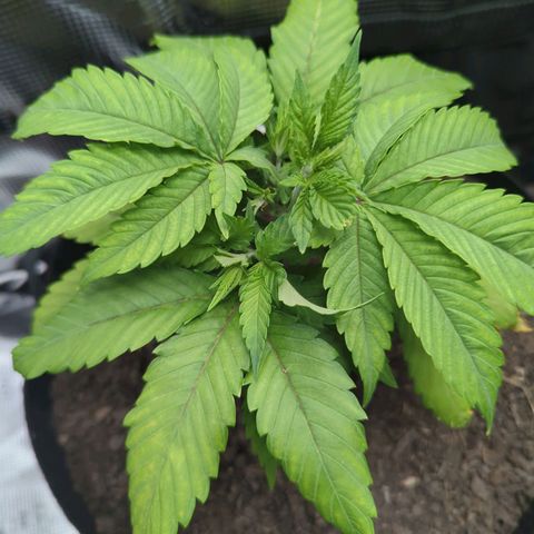 Royal Cheese growlog timeline photo