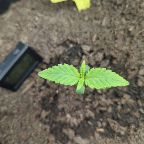 Blue Cheese Automatic growlog timeline photo