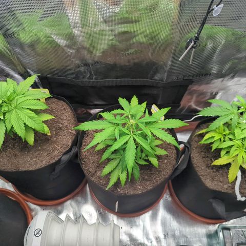 Special Kush #1 growlog timeline photo