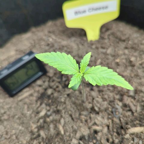 Blue Cheese Automatic growlog timeline photo