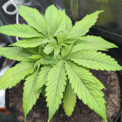 Royal Cheese growlog timeline photo