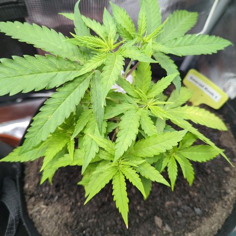 Special Kush #1 growlog timeline photo