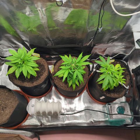 Special Kush #1 growlog timeline photo