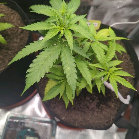 Special Kush #1 growlog timeline photo