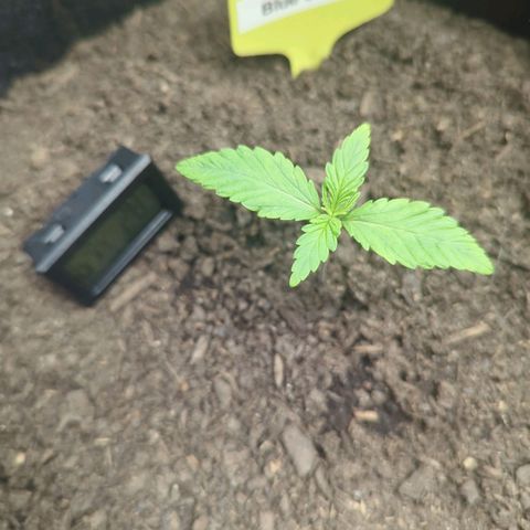 Blue Cheese Automatic growlog timeline photo
