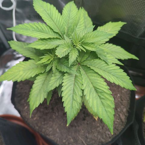 Royal Cheese growlog timeline photo