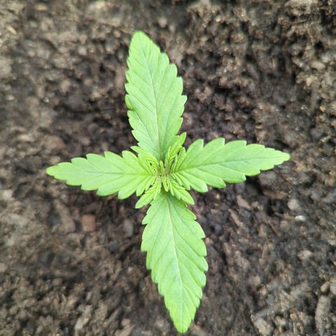 Blue Cheese Automatic growlog timeline photo