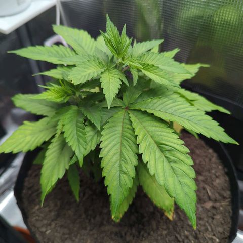 Royal Cheese growlog timeline photo