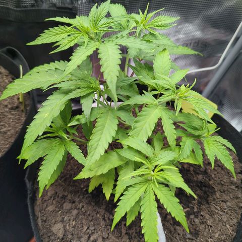 Special Kush #1 growlog timeline photo