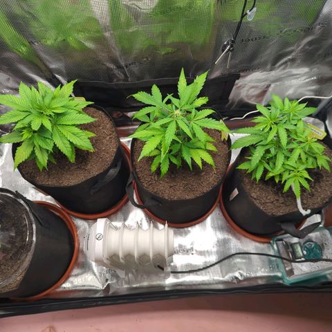 Special Kush #1 growlog timeline photo