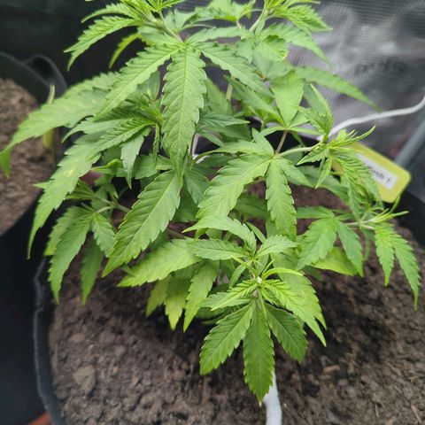 Special Kush #1 growlog timeline photo