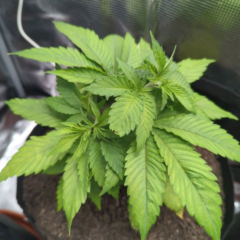 Royal Cheese growlog timeline photo