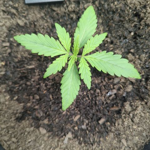 Blue Cheese Automatic growlog timeline photo