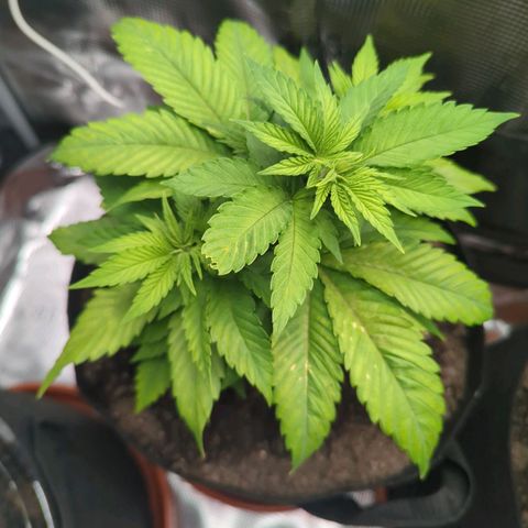 Royal Cheese growlog timeline photo
