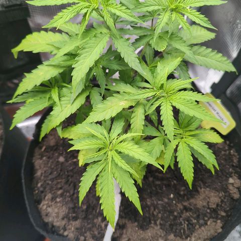Special Kush #1 growlog timeline photo