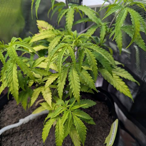 Special Kush #1 growlog photo: Went went away and left wife in charge of my plants...