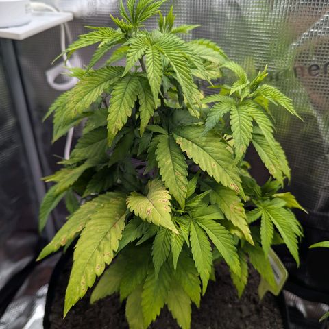 Royal Cheese growlog photo: Wife looked after for a week 