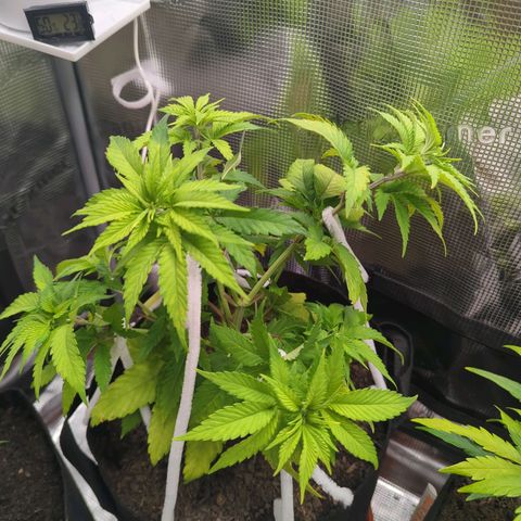 Royal Cheese growlog timeline photo