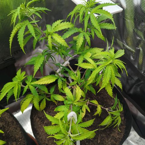 Special Kush #1 growlog timeline photo