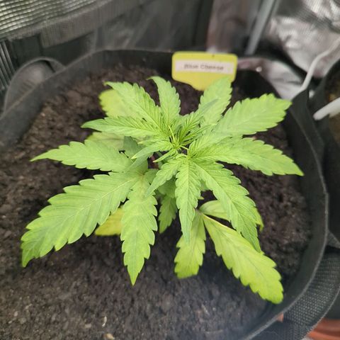 Blue Cheese Automatic growlog timeline photo
