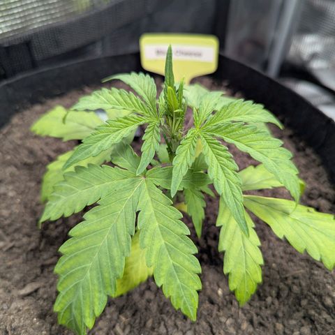 Blue Cheese Automatic growlog timeline photo
