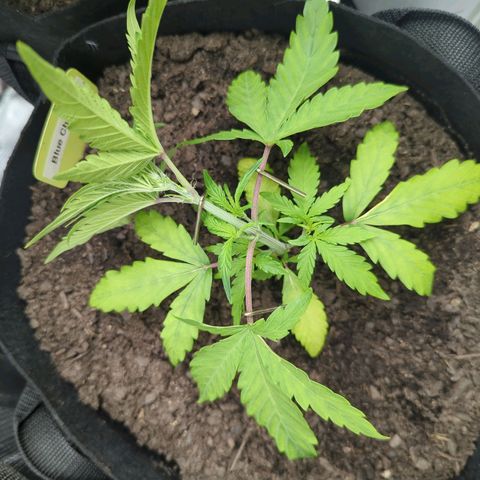 Blue Cheese Automatic growlog timeline photo
