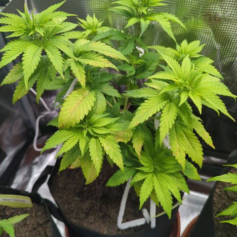 Royal Cheese growlog timeline photo