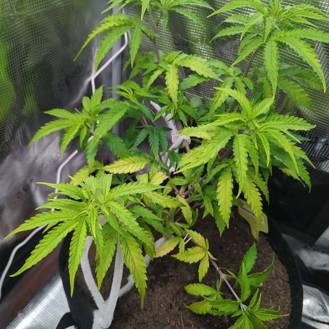 Special Kush #1 growlog timeline photo