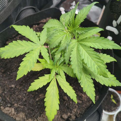 Blue Cheese Automatic growlog photo: Training seems to be working ok and she has mostly recovered from when I went away