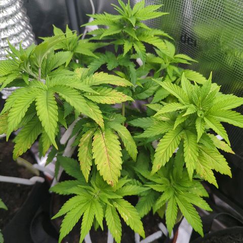 Royal Cheese growlog timeline photo