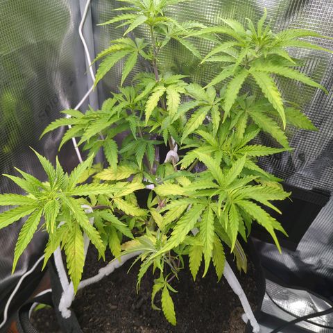 Special Kush #1 growlog timeline photo