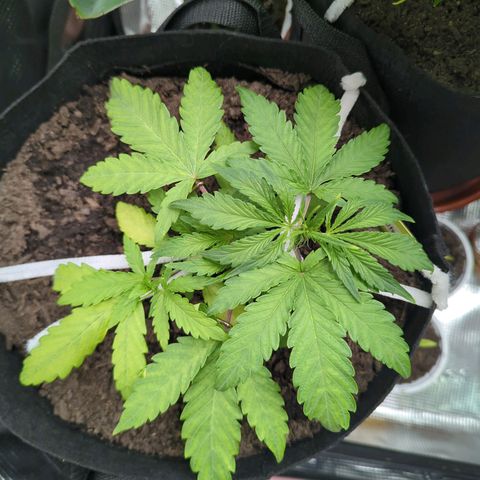 Blue Cheese Automatic growlog timeline photo