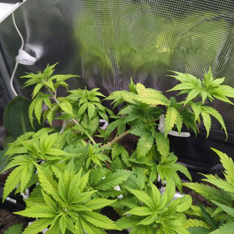 Royal Cheese growlog timeline photo