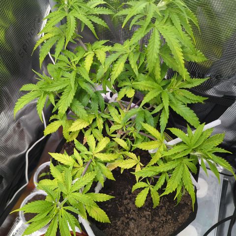 Special Kush #1 growlog timeline photo