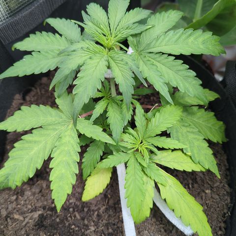 Blue Cheese Automatic growlog timeline photo
